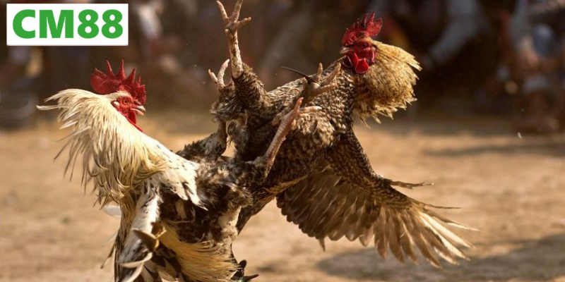 Chiến thuật khi xem và dự đoán trong đá gà C3